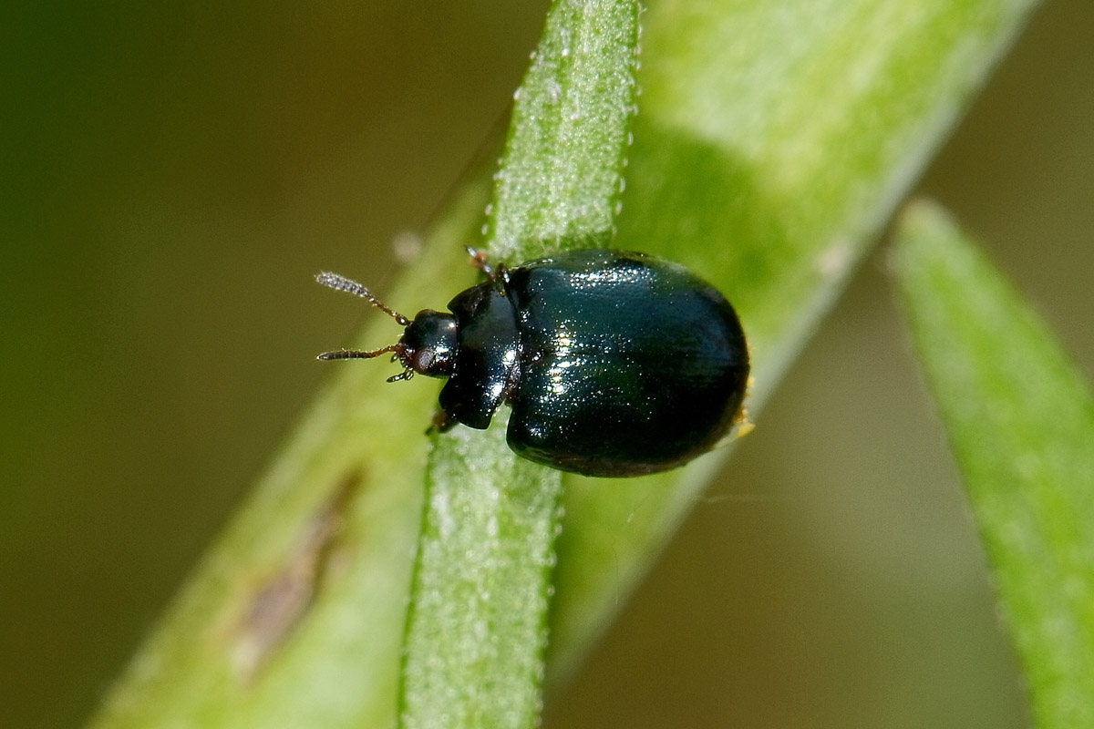 Plagiodera versicolora? S. (Chrysomelidae)